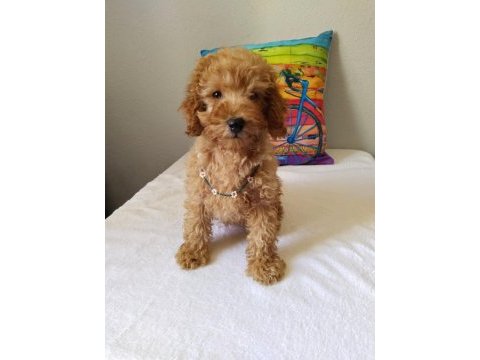 Safkan poodle yavrularımız yeni yuvalarını bekliyor…