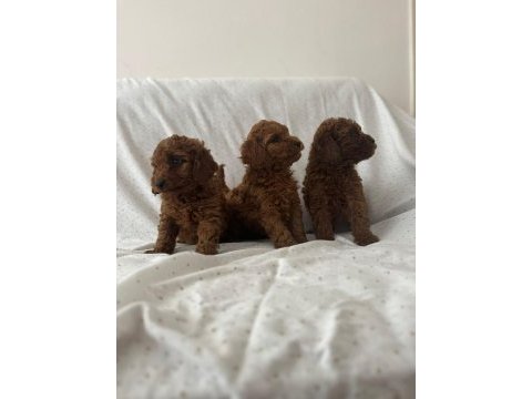 Red brown toy poodle erkek dişi