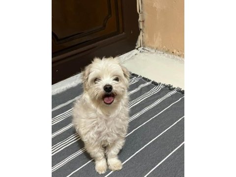 Malta terrier köpeğimiz sahiplendirilecek
