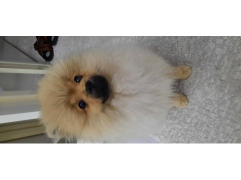 Pomeranian boo yavrusu