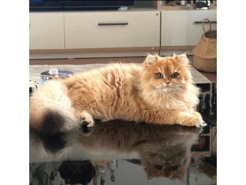 Scr li golden british longhair ny12-ny11 -by11 yavrular