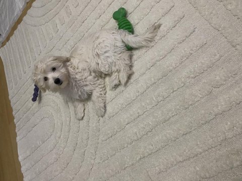 Yavru maltipoo köpekler