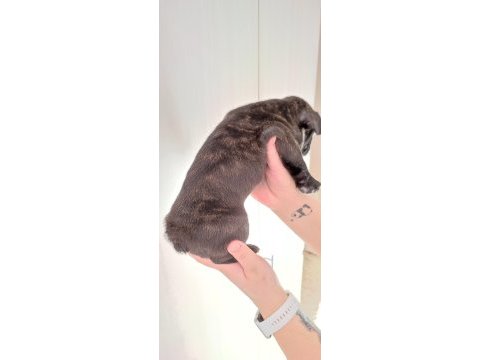 French bulldog yavru