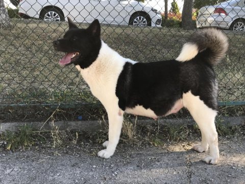 Show kalite anne babanın yavruları akita inu