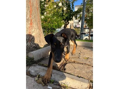 Doberman yavru iş sebebi ile sahiplendirilecektir