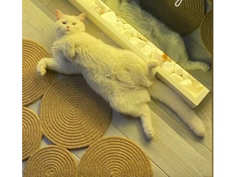 Beyaz british shorthair prenses