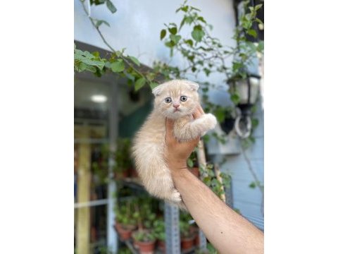 Teslime hazır golden scottish fold erkekler