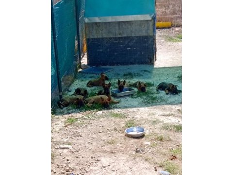 Safkan belçika kurdu bu kalite de bir daha yok