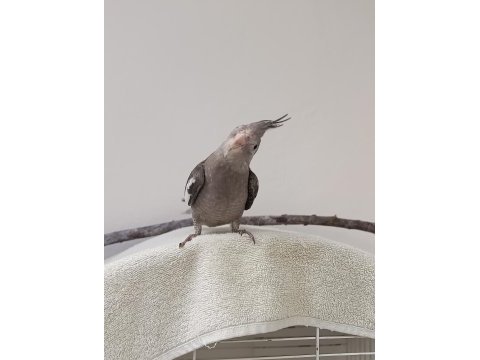 3 aylık sultan papağanı