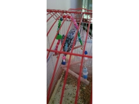 Bakımlı muhabbet kuşları
