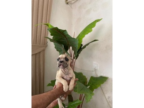 Meraklısına french bulldog