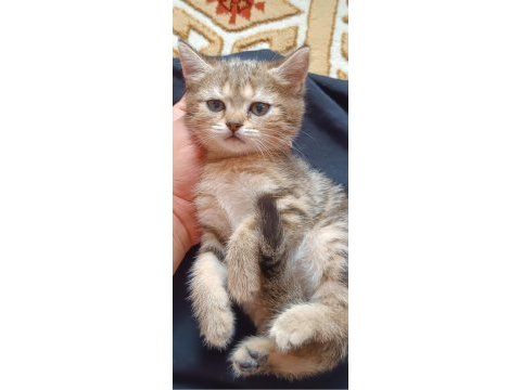 British shorthair silver cocolate cinsi safkan