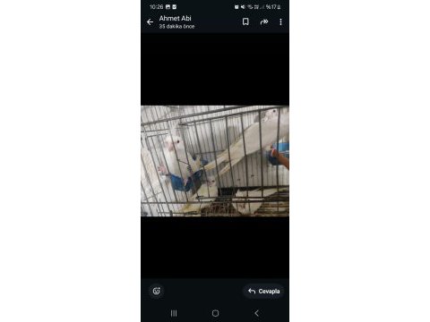 Sultan papağanı albino lutino wi-fi