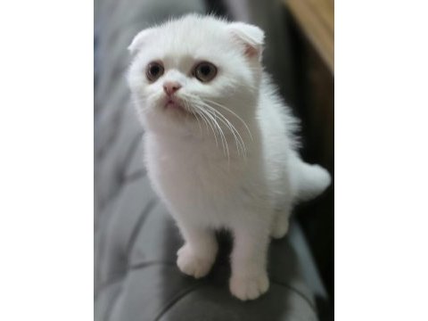 Top kafa scottish fold bebeğim teslime hazır