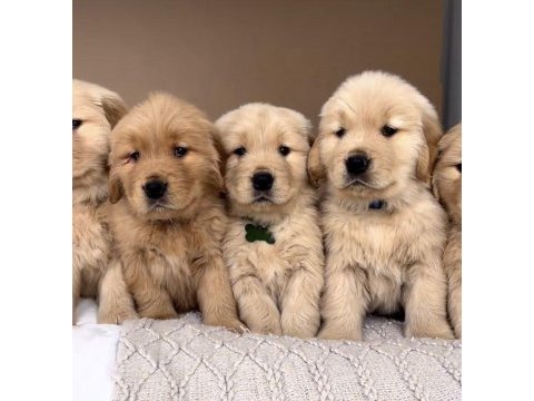 Golden retriever kapıda ödeme hizmetimiz vardır