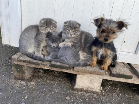 Kaliteli scottish fold yavrularımız
