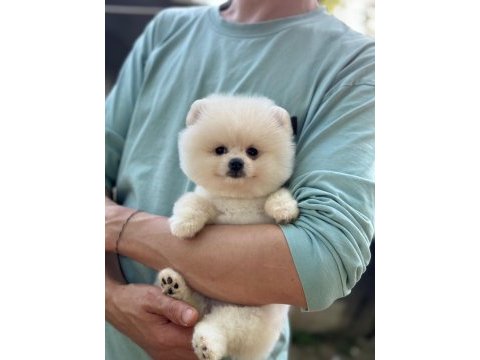 Yavru pomeranian boolar