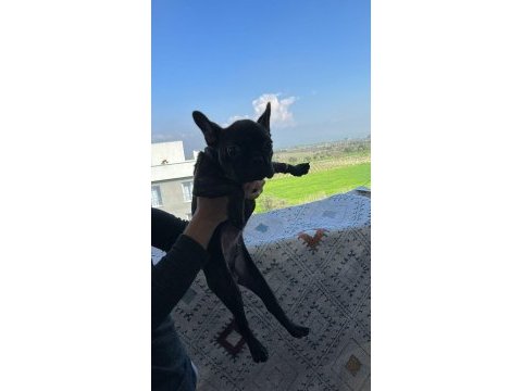 Acil satılık french bulldog