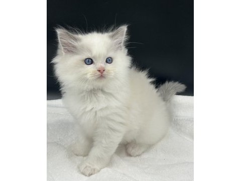 Şampiyon şecereli soyu safkan ragdoll yavruları