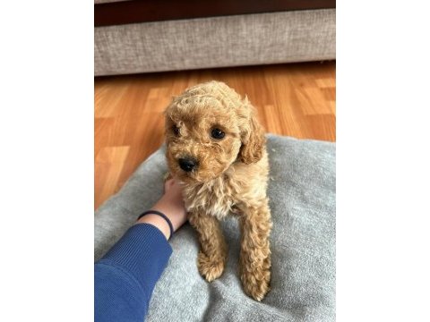 Muhteşem güzellikte  apricot toy poodle yavrular 