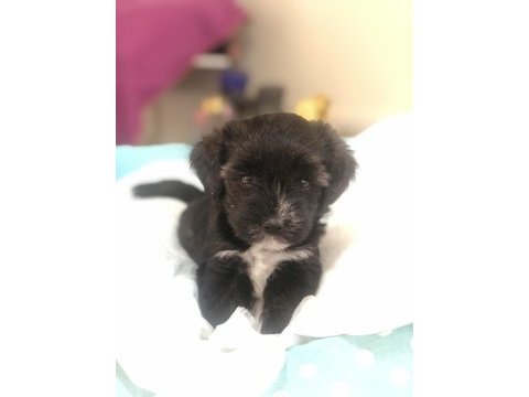 Morkie yavrularımız teslime hazır