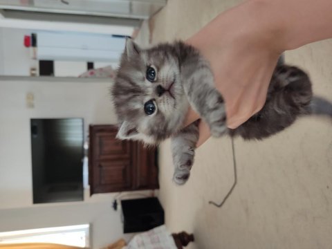 British shorthair bebeklerime yuva arıyorum