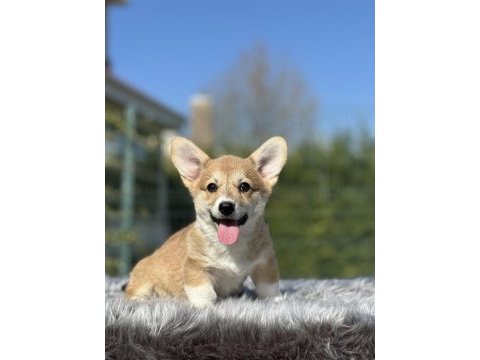 Türkiyede tek welsh corgi