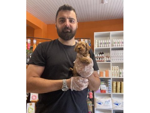 Teacup maltipoo yavrularımız