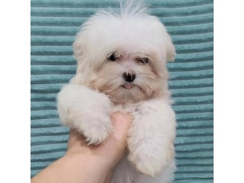 0 numara terrier yavruları
