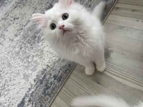 British longhair