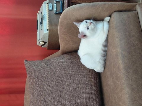 British shorthair pamuk prens