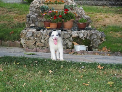 Bluw merle border collie