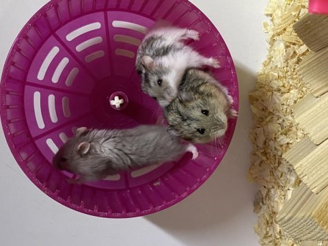 Antalya adrese teslim hamster muhabbet kuşu balık
