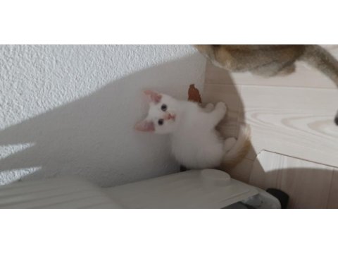 British shorthair evcilmen yavrumuz