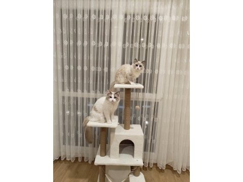 Blue bicolor ragdoll yavrular - henüz 1 aylık