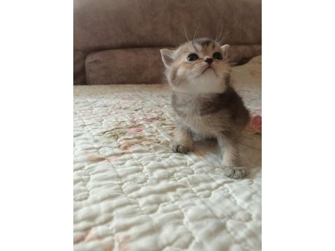 Safkan çok şirin bebek british shorthair yavrularımız