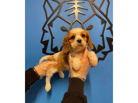 Irk garantili king charles cavalier yavrularımız