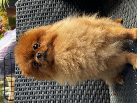 Barbie pomeranian kızımız dişi tuvalet eğitimi var