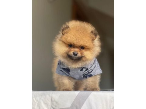 A kalite pomeranian boo