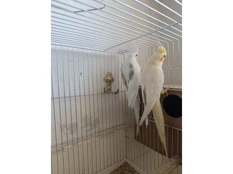 Sağlıklı çift sultan papağanı