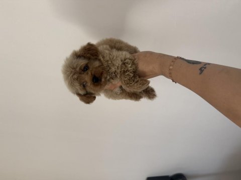 Aşılı dişi ve erkek kore maltipoo yavrular