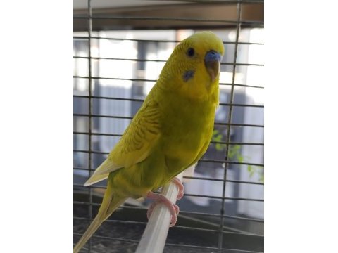 Erkek muhabbet kuşu bir yaşında