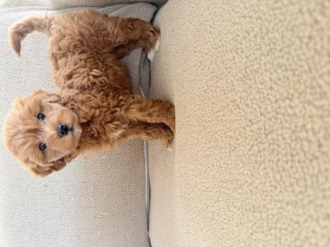 2 aylık maltipoo dişi