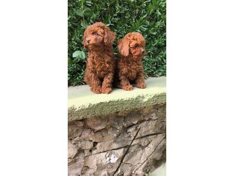 Toy poodle yavrular