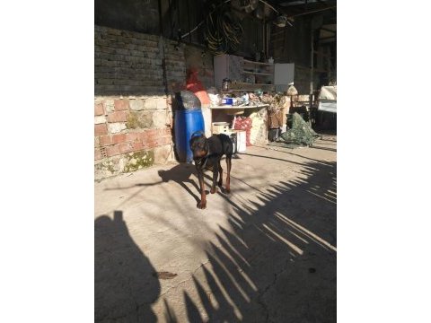 Erkek dişi doberman