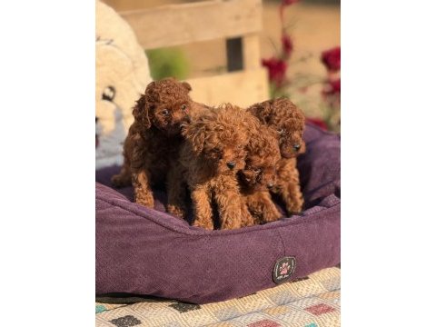 Aşılı çiş eğitimli toy poodle 