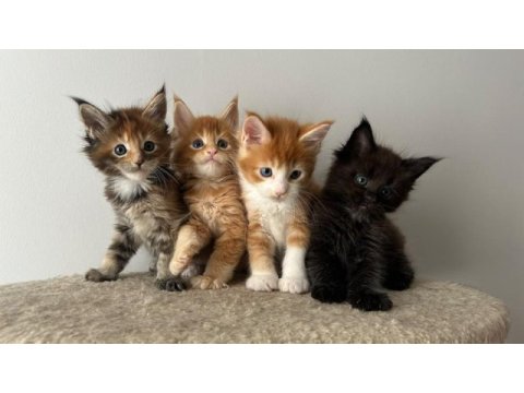 Sağlık ve ırk garantili minik maine coon devler