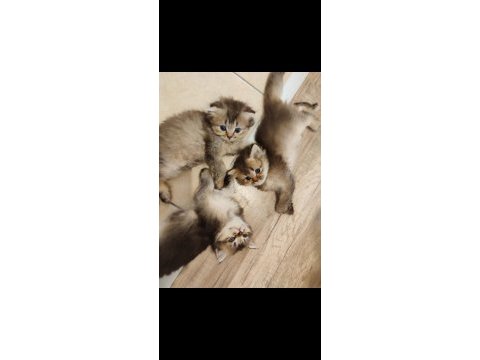 Scottish fold yavrularımızı sahiplendiriyoruz