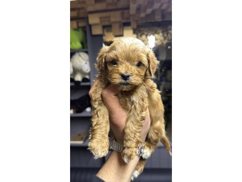 Irk garantili maltipoo yavrular