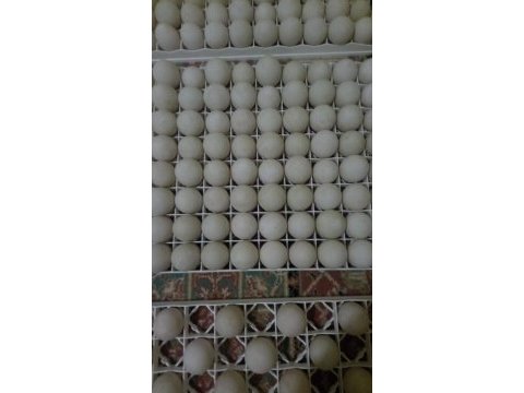 Ördek yumurtası